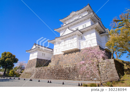 【神奈川県】小田原城、桜の季節 30228094