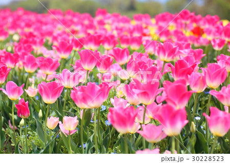 春の公園 チューリップの花 春の公園 チューリップの花 30228523