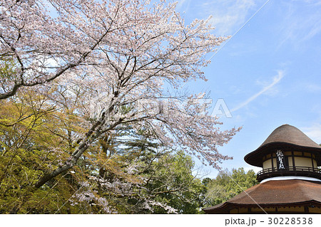 【三重県　伊賀上野】俳聖殿と桜 30228538
