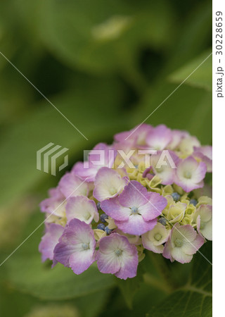 紫陽花の花 30228659
