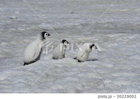 Emperor Penguin chicks in Antarctica 30229001