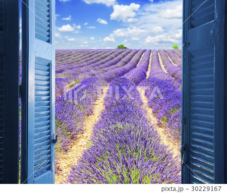 Window to lavender field 30229167