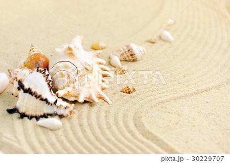 Sea shells on sandy beach 30229707