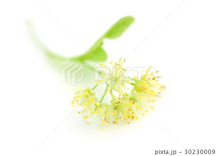 Flowers of linden tree on a white background Flowers of linden tree on a white background 30230009