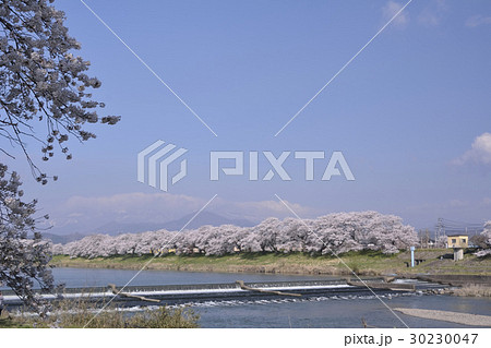 一目千本桜の満開風景2017 一目千本桜の満開風景2017 30230047