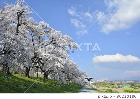 一目千本桜の満開風景2017(千桜橋付近) 一目千本桜の満開風景2017(千桜橋付近) 30230186