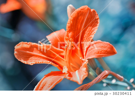 Hemerocallis - Beautiful daylily flowers blossom 30230411