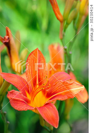 Hemerocallis - Beautiful daylily flowers blossom 30230414