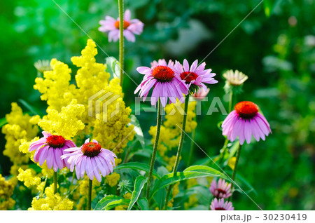 Blooming Echinacea purpurea, medicinal herb 30230419