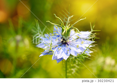 Black seed, Nigella sativa, purple blue flower Black seed, Nigella sativa, purple blue flower 30230421