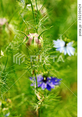 Nigella seed capsule, Nigella sativa.  30230424