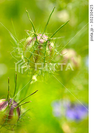 Nigella seed capsule, Nigella sativa.  30230425