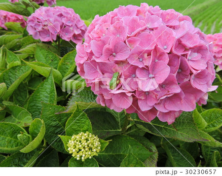 アジサイとアマガエル 30230657