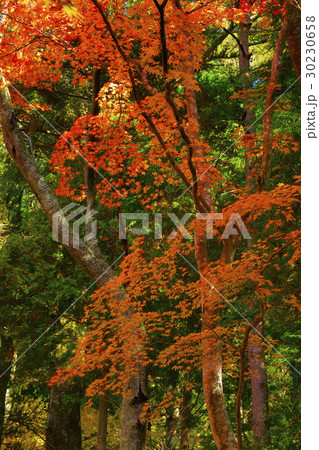 紅葉 紅葉 30230658