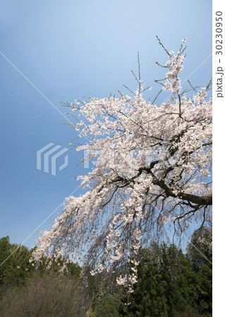 桜咲く頃 30230950