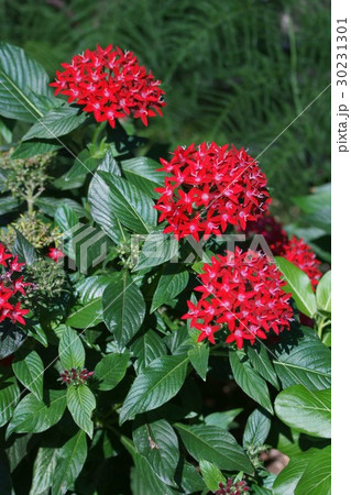 ペンタス　草山丹花　花言葉は「希望は実現する」 30231301
