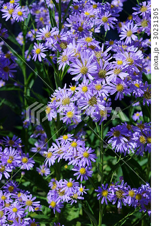 紫苑 シオン 花言葉は 思い出 の写真素材 30231305 Pixta