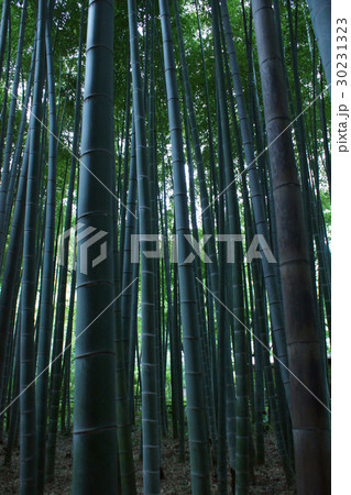 孟宗竹 竹林 孟宗竹 竹林 30231323
