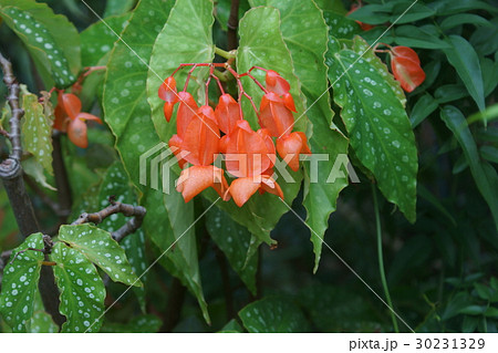 木立ベゴニア　オレンジルブラ 30231329