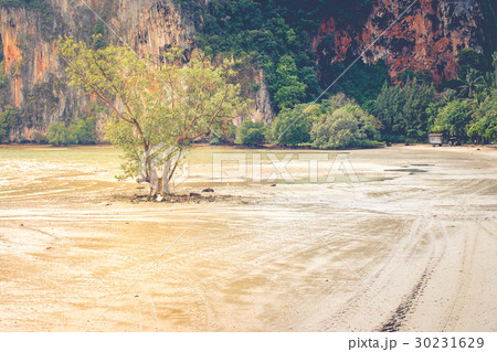 Lonely tree growing in the sea. 30231629