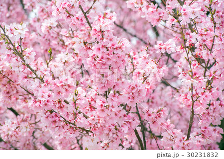 桜 30231832