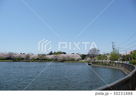 門池公園の春 門池公園の春 30231888