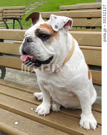 ブルドック 犬 狗 30232127