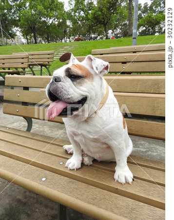 ブルドック 犬 狗 30232129