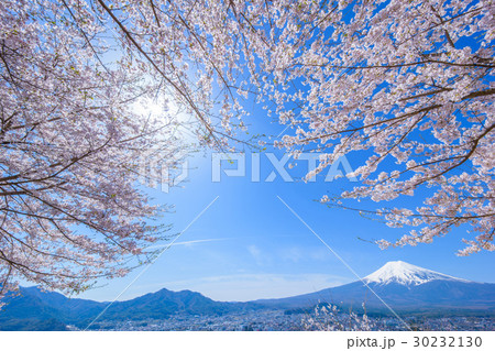 桜と富士山 30232130