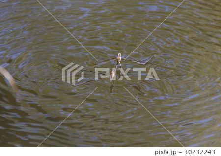 オオアメンボの縄張り争い 30232243