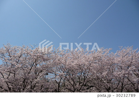 桜 30232789