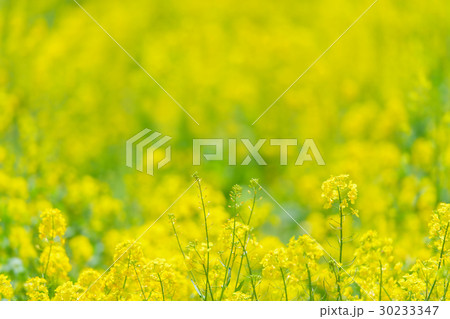 菜の花畑 菜の花畑 30233347