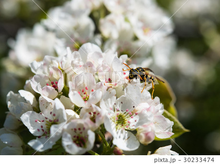 branch of a blossoming spring tree 30233474