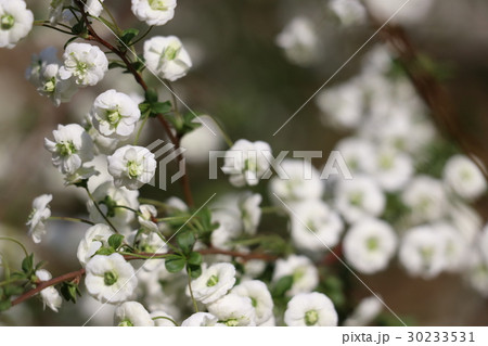 シジミバナ シジミバナ 30233531