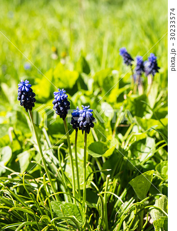 Blooming spring flowers of muscari Blooming spring flowers of muscari 30233574