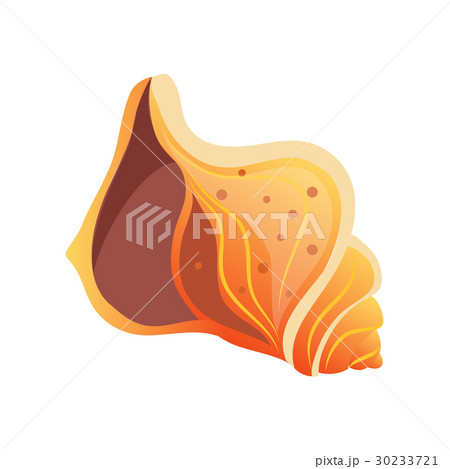 Sea cockleshell, an empty shell of a sea mollusk 30233721