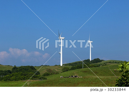 上平グリーンヒルウインドファームと牛さん 30233844
