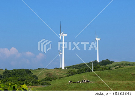 上平グリーンヒルウインドファームと牛さん 30233845