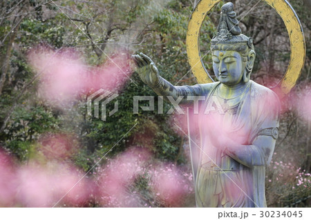 中山寺梅林の観音様と梅 30234045