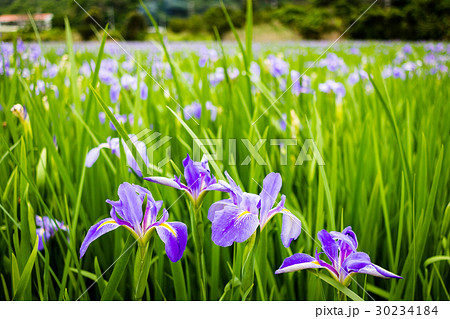オクラレルカ / Iris ochroleuca オクラレルカ / Iris ochroleuca 30234184