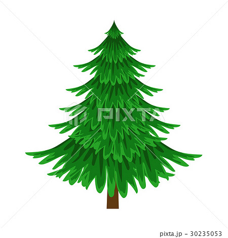 Spruce, evergreen tree, element of a landscape Spruce, evergreen tree, element of a landscape 30235053