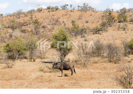 Wildebeest from Africa, Pilanesberg National Park 30235358