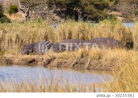 Herd of hippos sleeping,Pilanesberg National Park Herd of hippos sleeping,Pilanesberg National Park 30235361