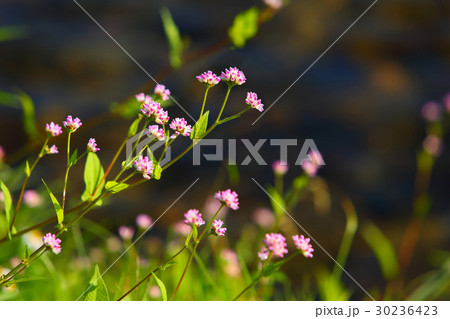 ミゾソバ 30236423