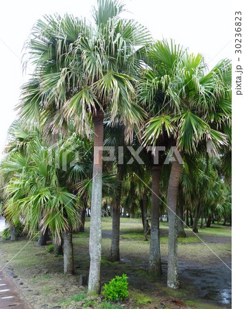南国 ヤシの木 南国 ヤシの木 30236823
