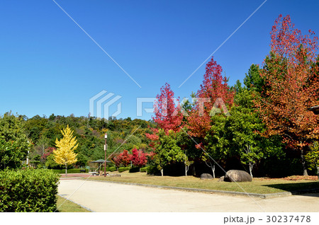 岡山市日応寺自然の森スポーツ広場の秋 岡山市日応寺自然の森スポーツ広場の秋 30237478