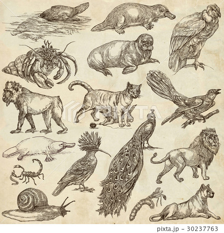 Animals around the World - An hand drawn pack. Animals around the World - An hand drawn pack. 30237763