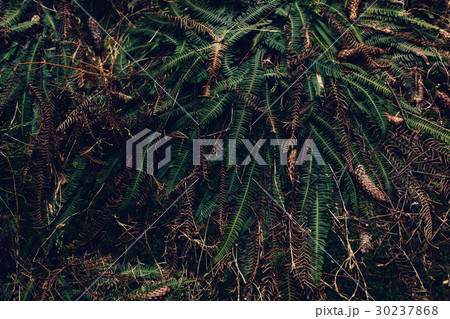 natural green background natural green background 30237868