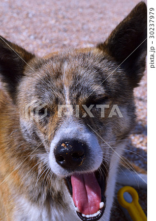 Stray dog on the sand. Stray dog on the sand. 30237979