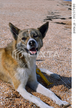 Stray Dog in the sand. 30237980